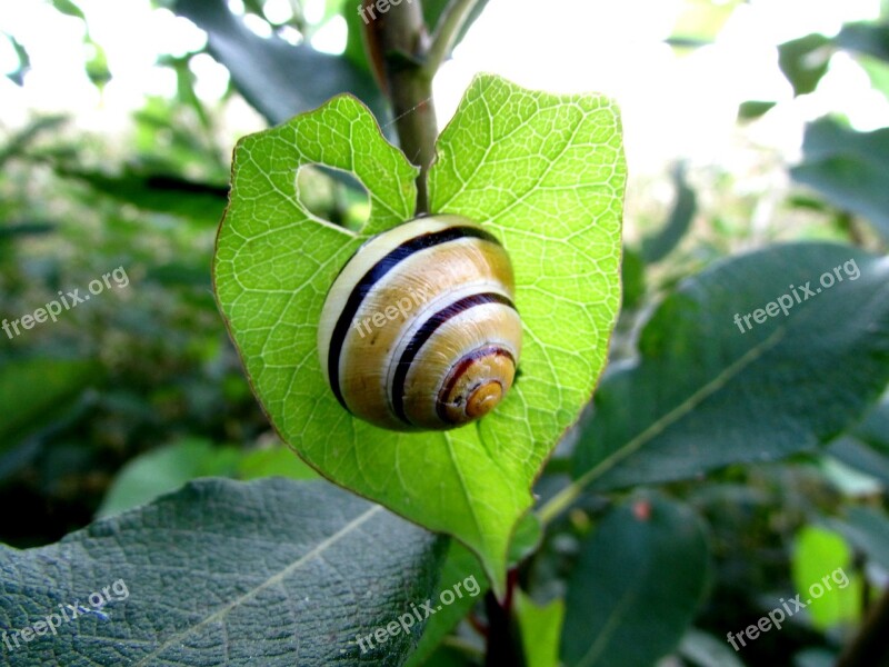 Snail Molluscs Shell Animals Heart