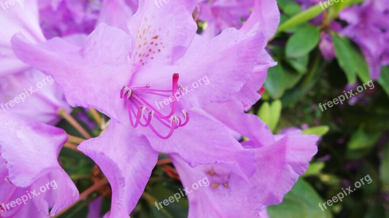 Rhododendron Purple Lure Spring Garden