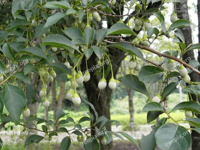 Styrax Styrax Styrax Genera Nuts Green Fruit Summer