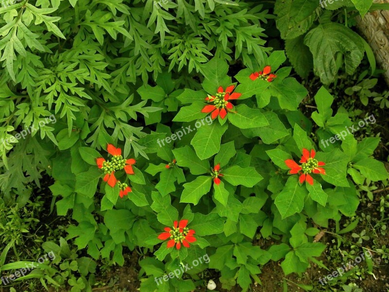 ショウジョウソウ Euphorbiaceae Summer Flowers Autumn Flowers Orange