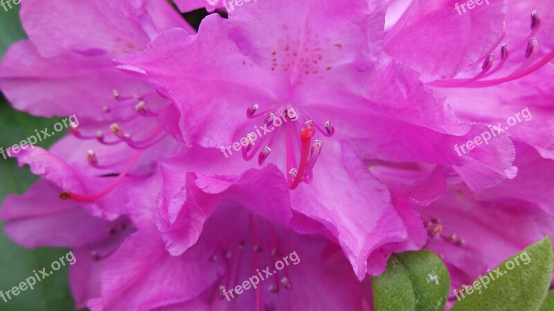 Rhododendron Lure Blossom Bloom Stamp