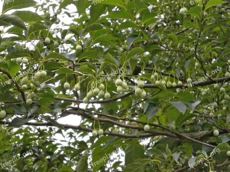 Styrax Styrax Styrax Genera Nuts Green Fruit Summer