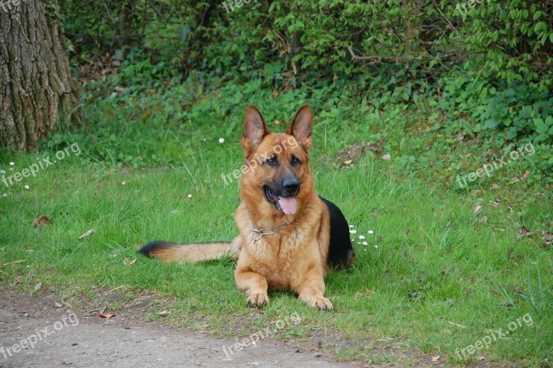 Dog German Shepard Pet Animals Dogs