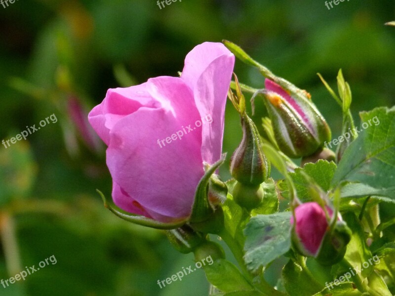 Wild Rose Bud Blossom Wild Plant