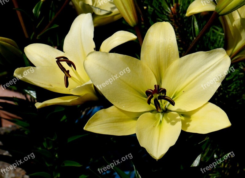 Lily White Yellow Flower Blossom