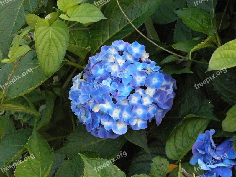 Hydrangea Summer Flowers Blue Flowers Free Photos