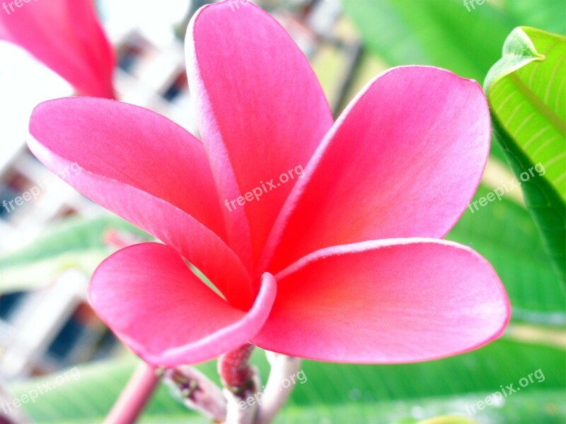 Fragipani Pink Blossom Bloom Plant