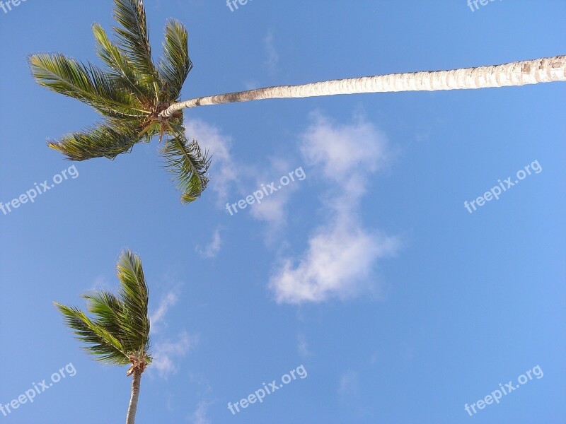 Palm Trees Summer Beach Vacations Sea