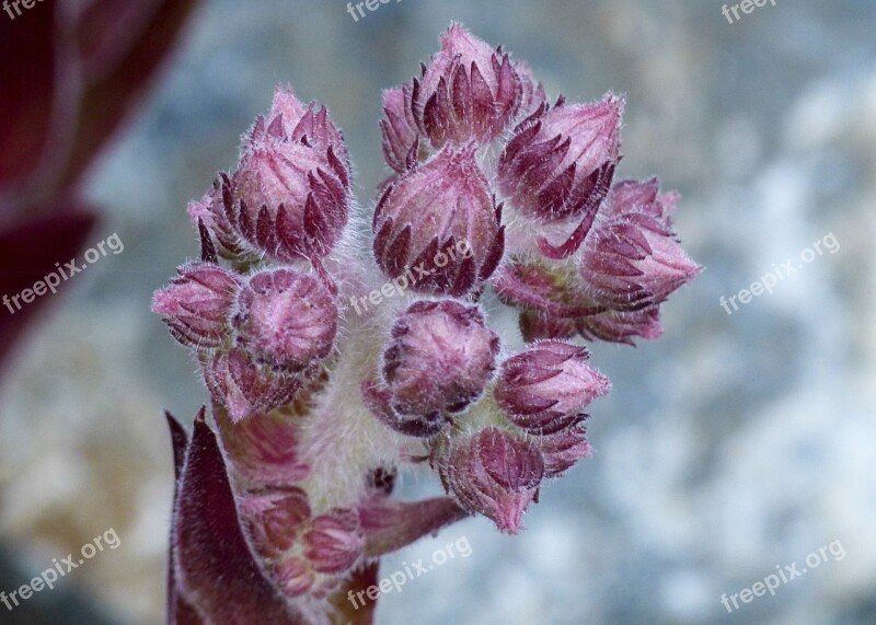 Buds Hens And Chicks Succulent Plant Nature