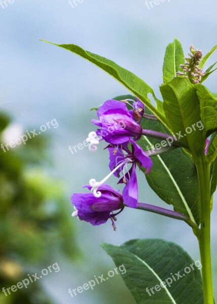 Pink Fire Weed Wild Flower Plant Nature