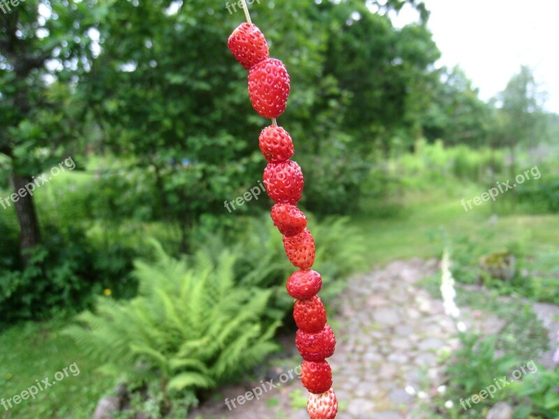 Wild Strawberry Blade Of Grass Green Garden Plants