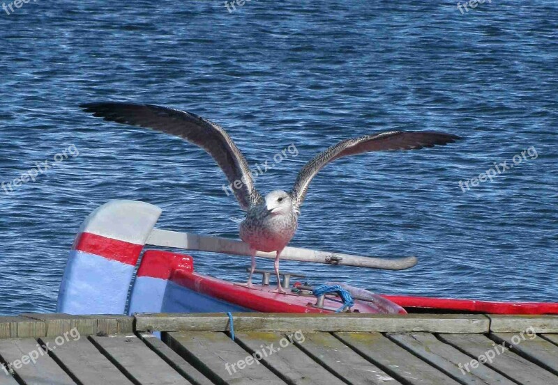 Gull Bird Waterfowl Water Nature