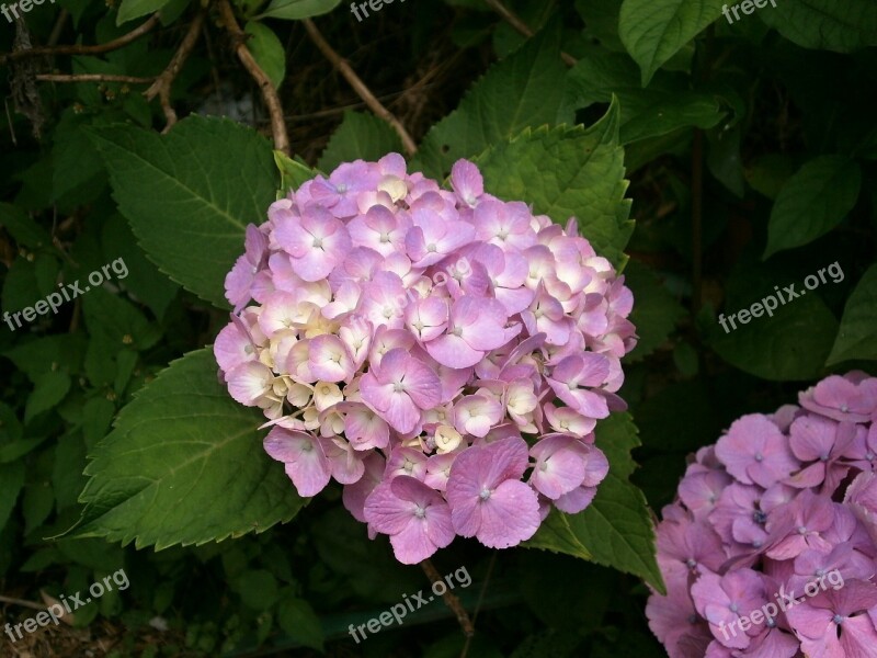 Hydrangea Summer Flowers Pink Flower Purple Flowers Free Photos