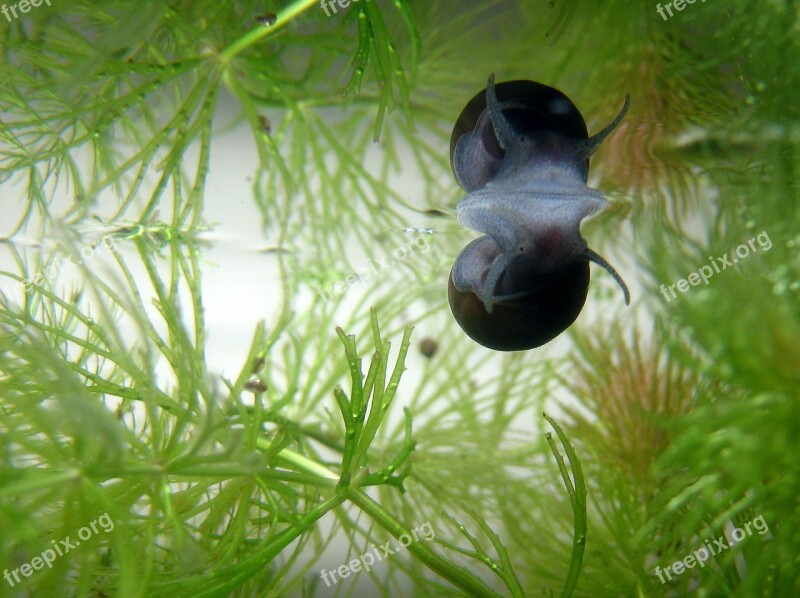 Snail Aquarium Mirror Image Water Water Snail