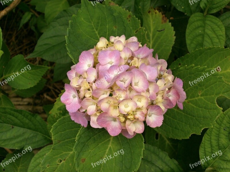 Hydrangea Summer Flowers Pink Flower Free Photos