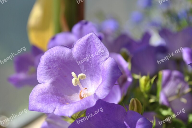 Blossom Bloom Balcony Plant Close Up Free Photos