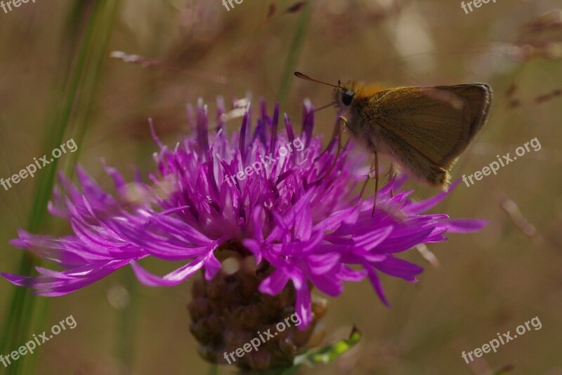 Blossom Bloom Flower Flower And Butterfly Butterfly