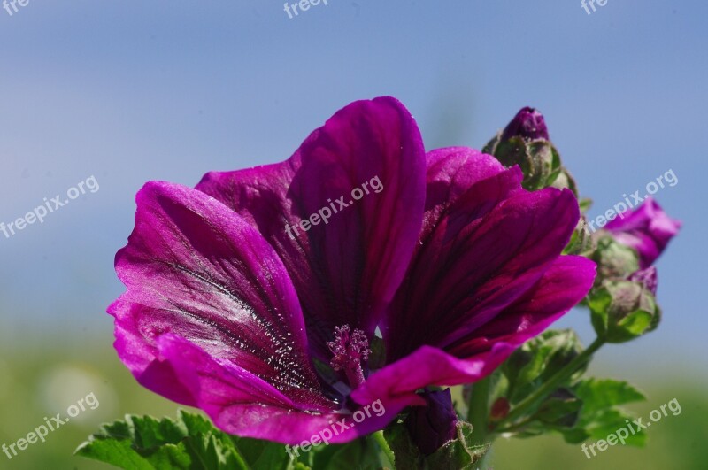 Blossom Bloom Flower Mallow Close Up