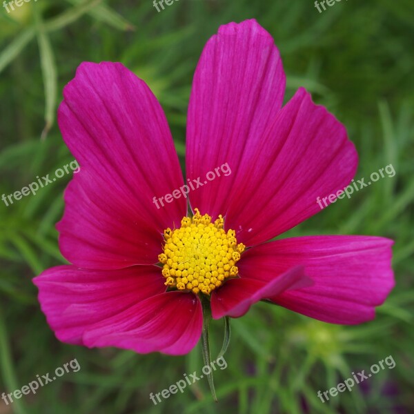 Universe Cosmos Flower Red Flower Garden Plant Delicate Flower