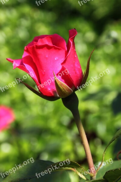 Rose Rose Blooms Red Rose Nature Flower