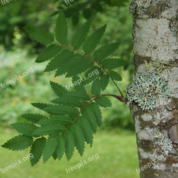 Rowan Sorbus Deciduous Tree Tree Free Photos