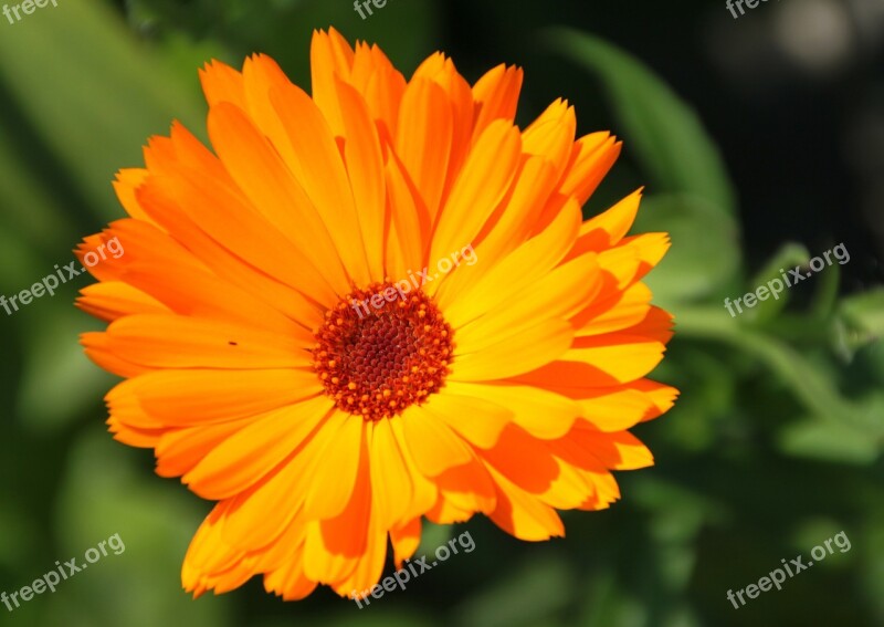 Orange Color Flower Sun Garden