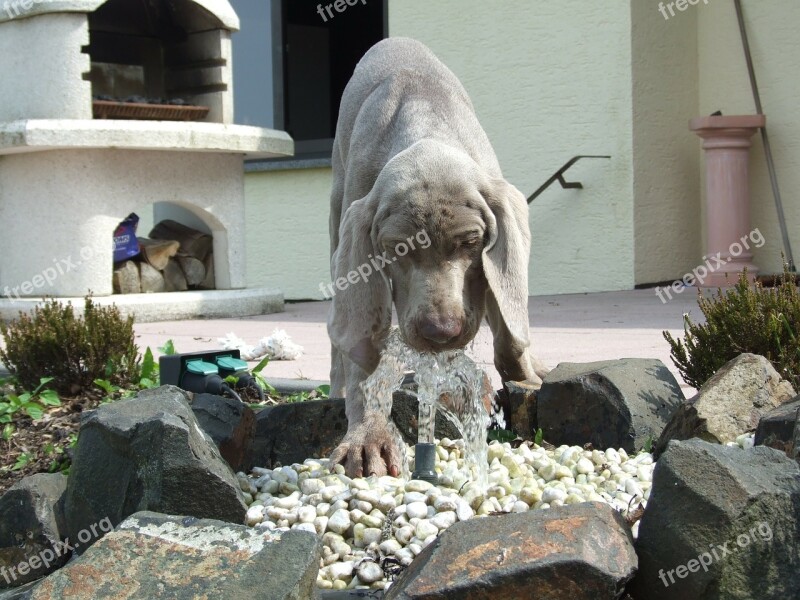 Dog Fun Water Puppy Cooling