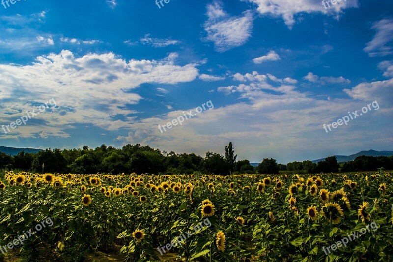 Board Sunflower Landscape Summer Virázás