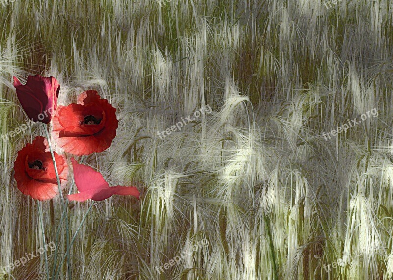 Red Poppy Papaver Rhoeas Corn Field Nature Plants