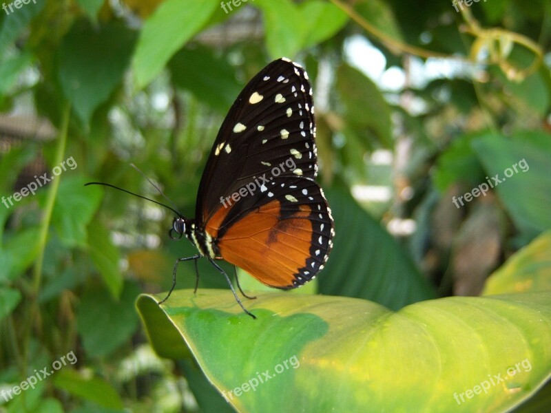 Butterfly Insect Animal Leaves Free Photos