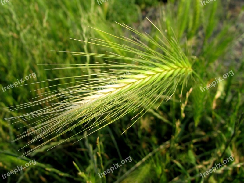 Grain Ear Field Crops Agriculture Free Photos