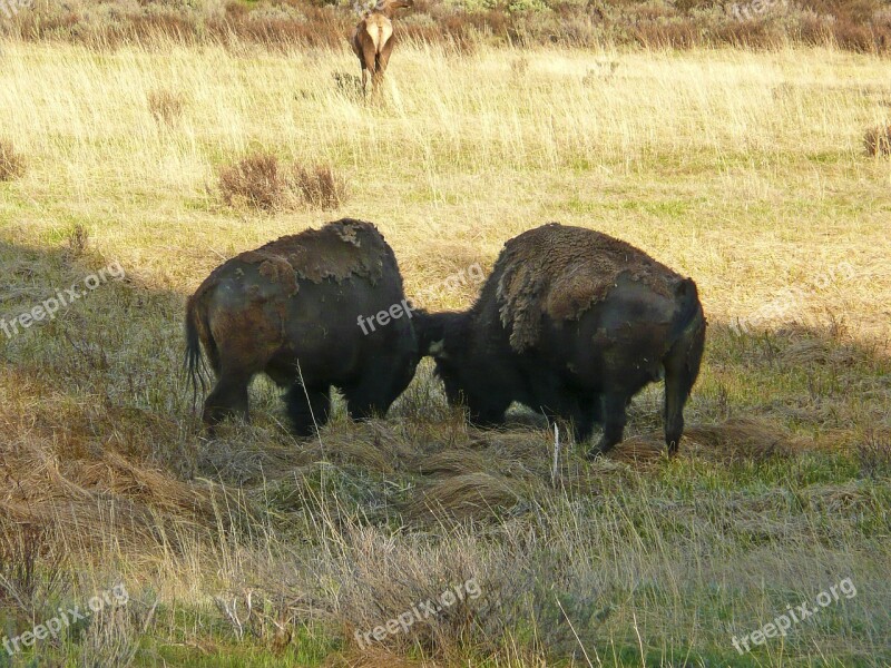 Grazing Buffalo Mammals Animal Nature