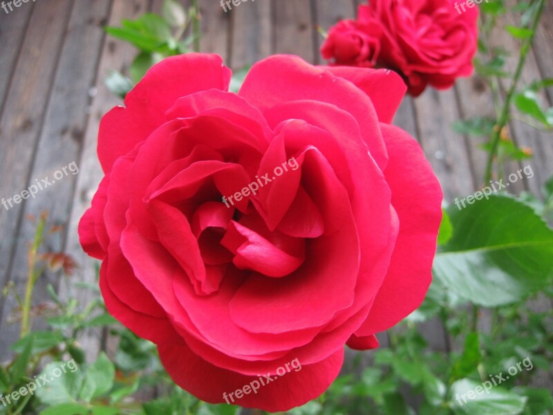 Rose Flower Nature Red Rose Free Photos