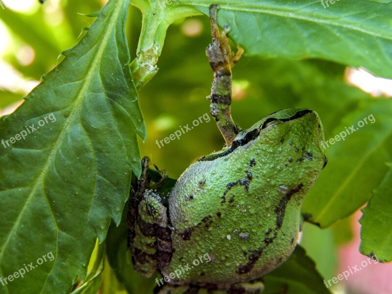 Green Frog Amphibian Creature Small