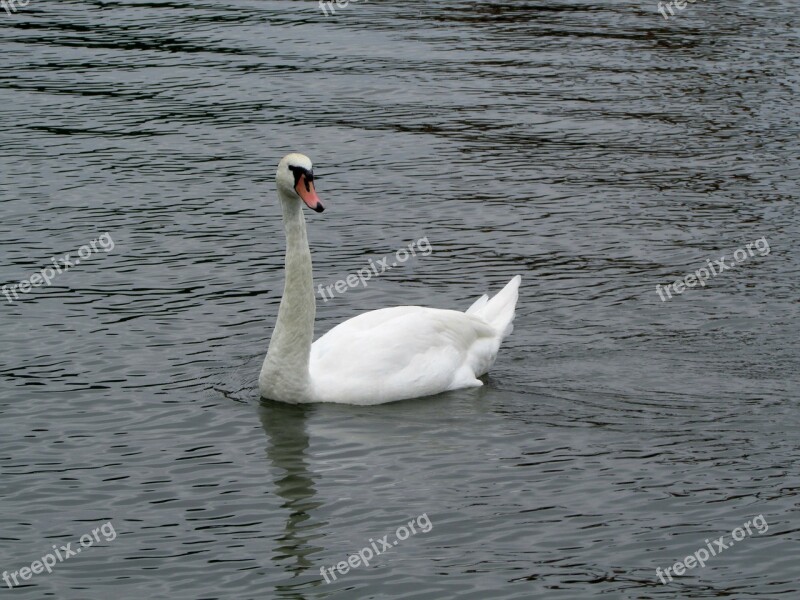 Swan Water Bird Bird Free Photos