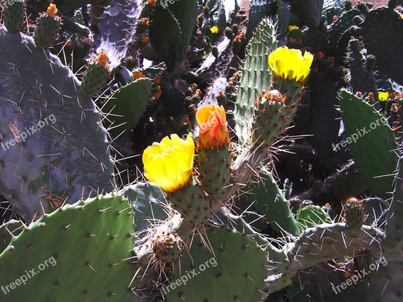 Cactus Plants Nature Yemen Free Photos