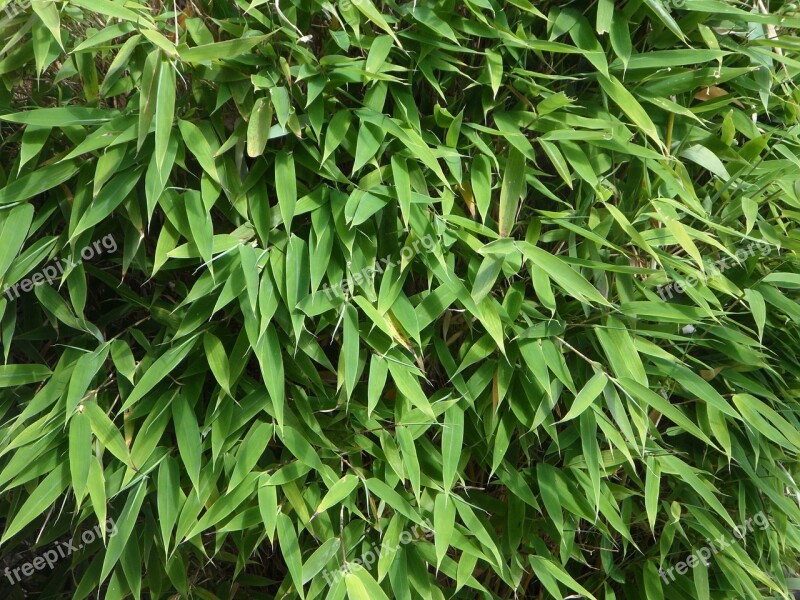 Bamboo Background Leaves Green Green Leaves