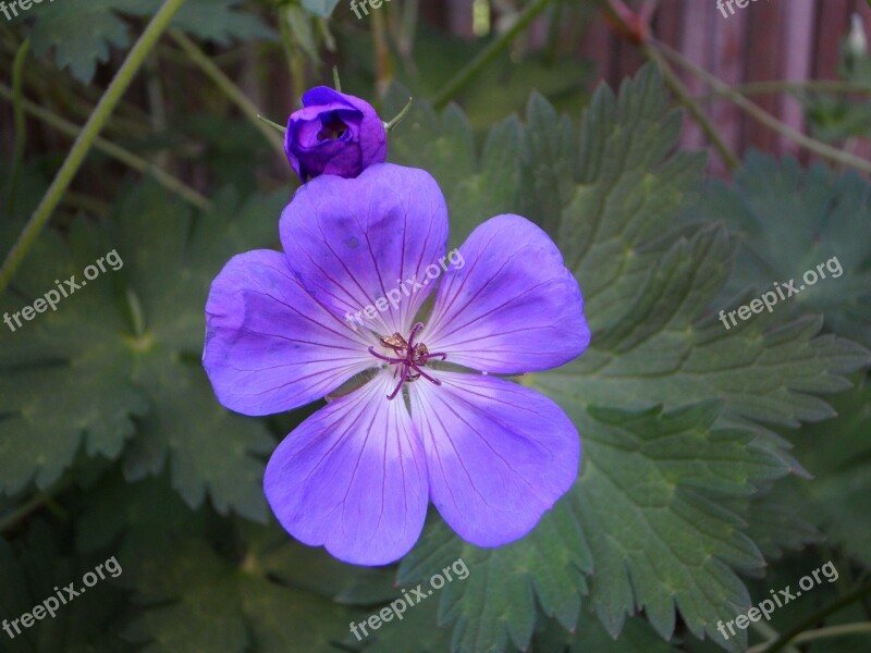 Cranesbill Blossom Bloom Bloom Weed