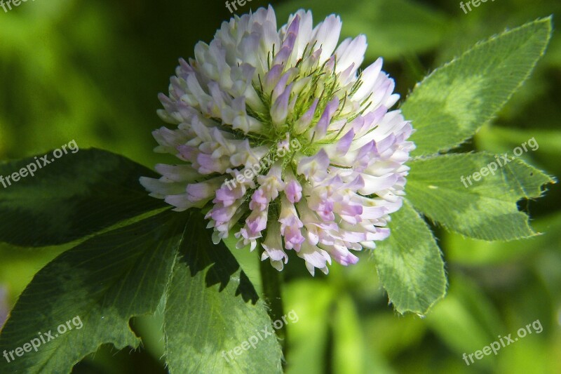 Clover Klee Fodder Plant Pointed Flower Grassland Plant