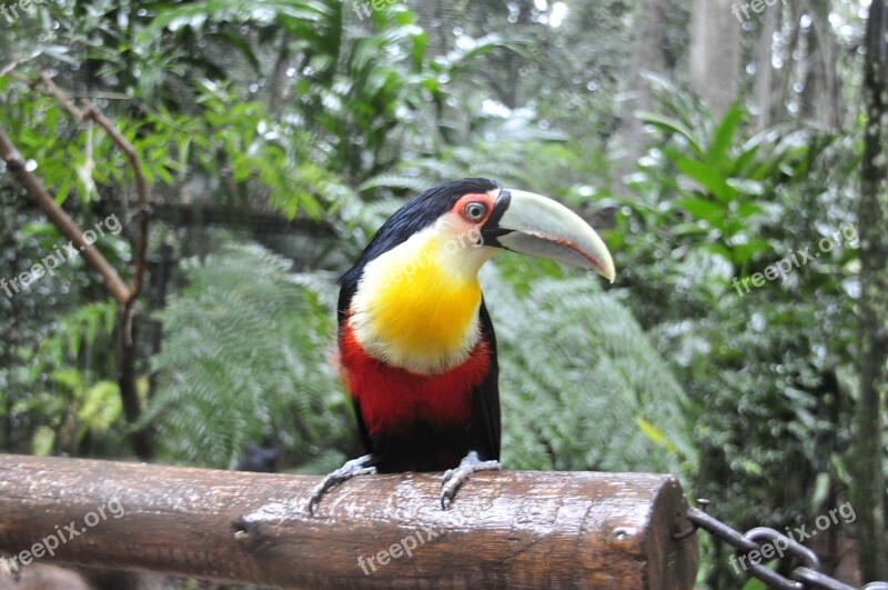 Tucan Brazil Bird Nature Free Photos