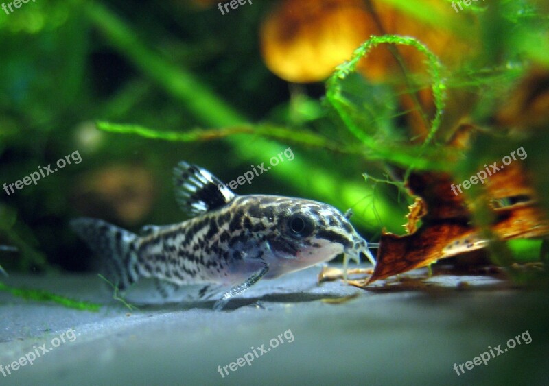 Dwarf Corydoras Aquarium Fish Aspidoras Pauciradiatus