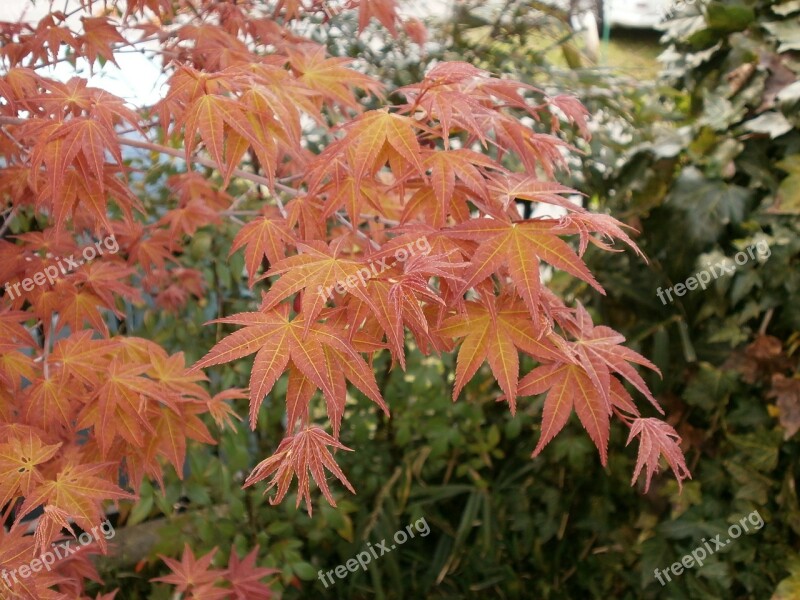 Maple Autumnal Leaves Maple Leaf Arboretum Free Photos