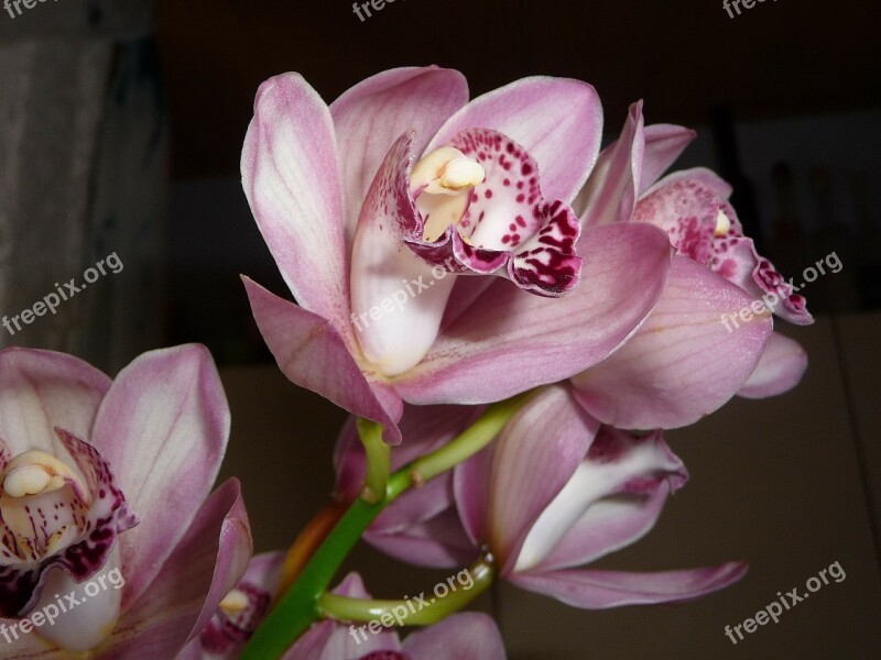 Orchids Blossom Bloom Plant Free Photos