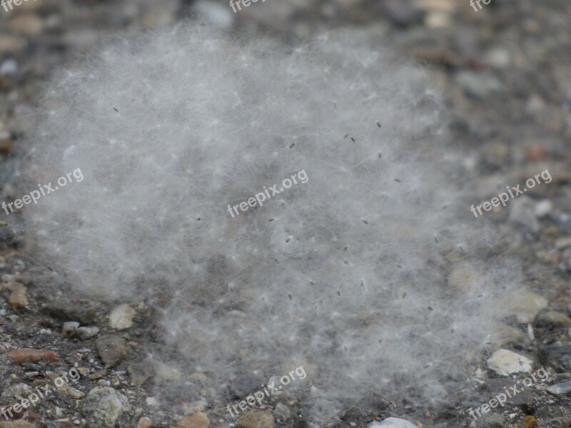 Poplar Seeds Seeds Poplar Fluff Samenfasern Fruit Wall Fibers