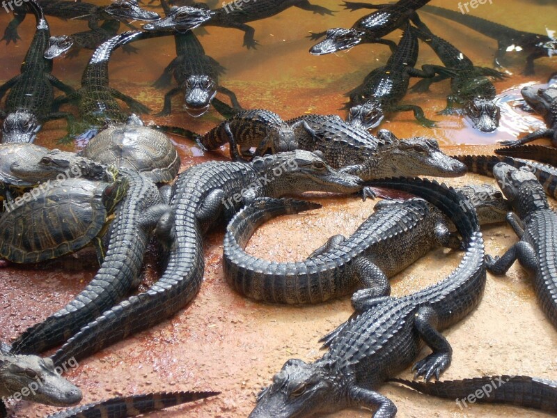 Alligators Swamp Everglades Turtles Heap