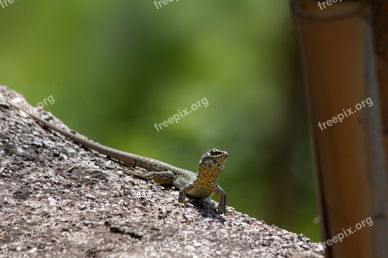 Lizard Squamata Reptile Bamboo Free Photos