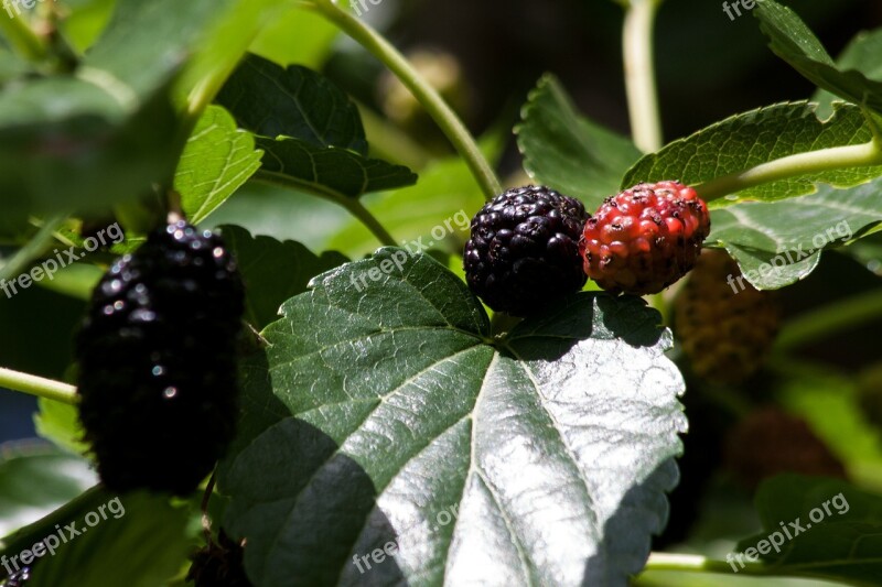 Mulberries Black Red Mulberry Tree Morus