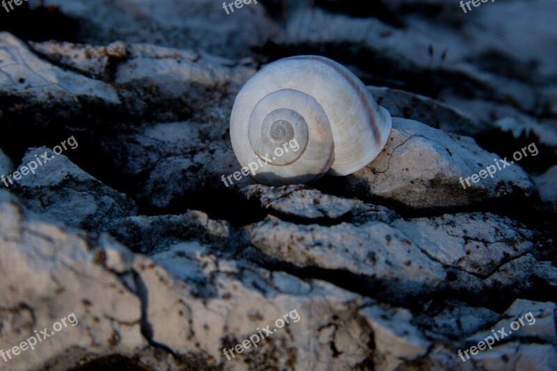 Snail Shell Rock Marble Weathered