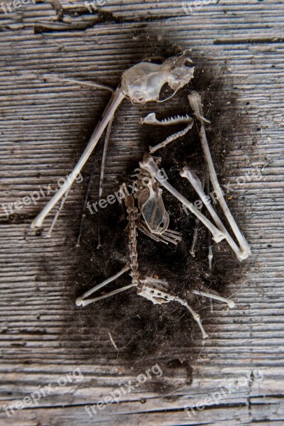 Mouse Skeleton Bone Pile Frame Dead