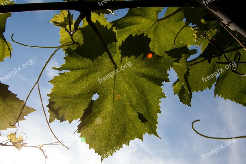 Weinbaetter Winegrowing Entwine Green Backlighting